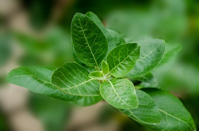 Ashwagandha 101: Benefits, Dosage and Possible Risks